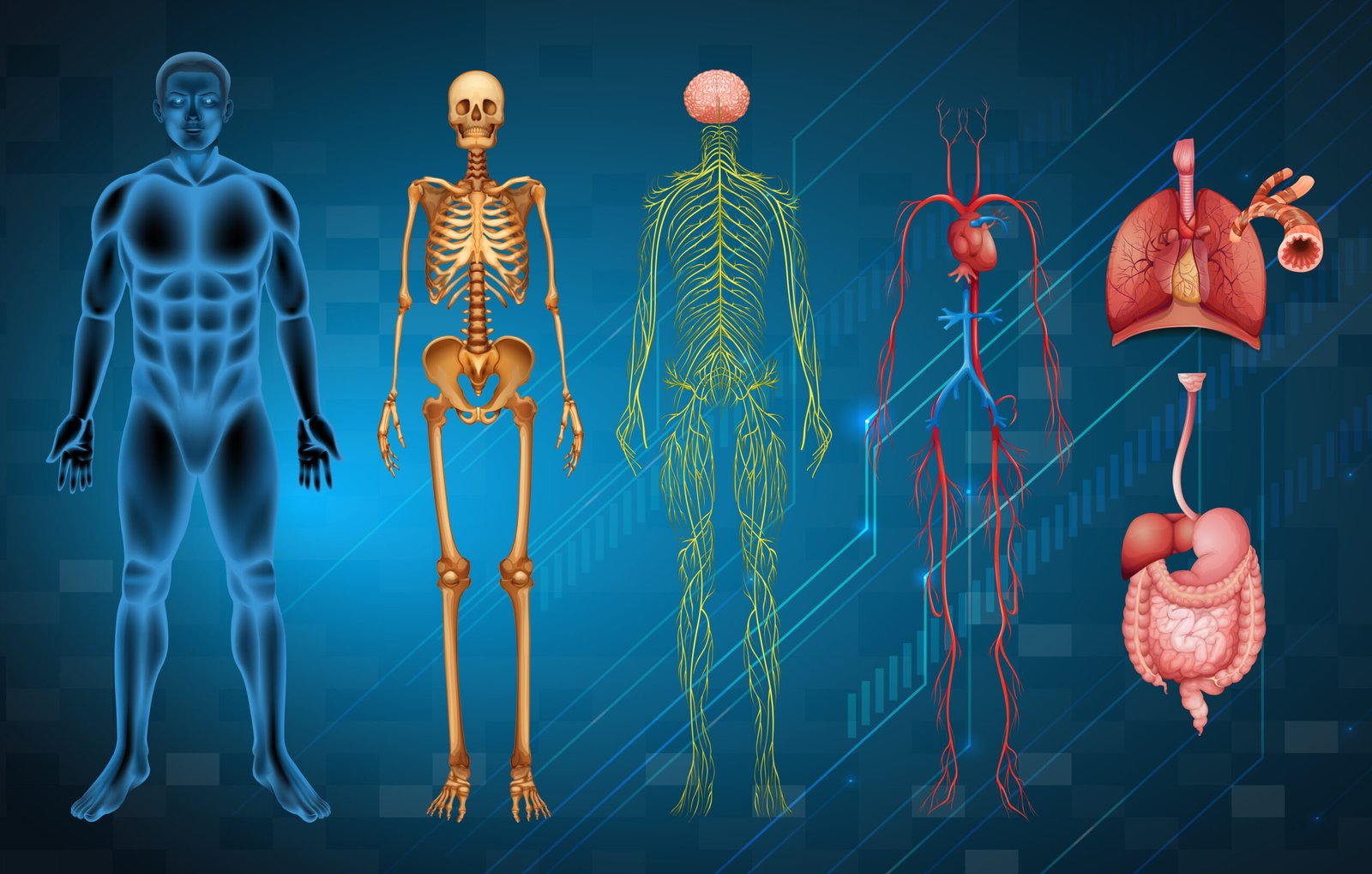 Fundamentals of Human Anatomy – Beginner to Advanced